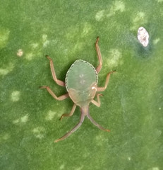 Chelinidea
