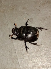 Dichotomius colonicus