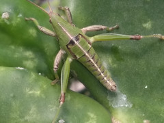 Sphenarium