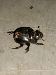 Dichotomius colonicus