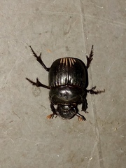 Dichotomius colonicus