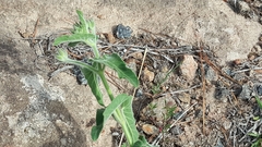 Oxypetalum coeruleum