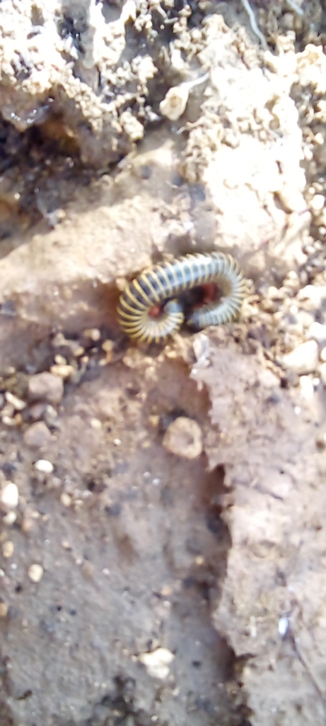 Round backed Millipedes from Localización 0 137717 78 403265 on April 28 2023 at 09 45 AM by