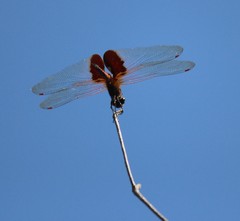Tramea virginia