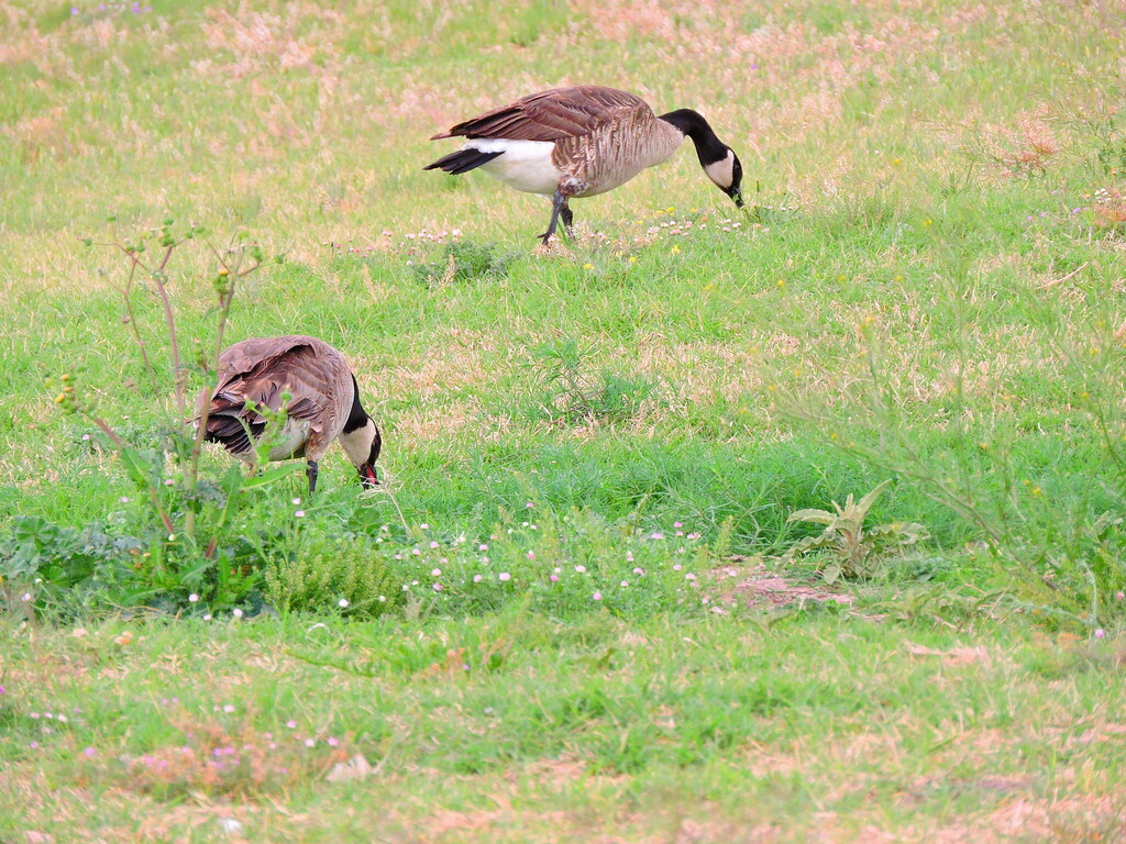 Cackling Goose from DunbarManhattan Heights, Lubbock, TX, USA on April
