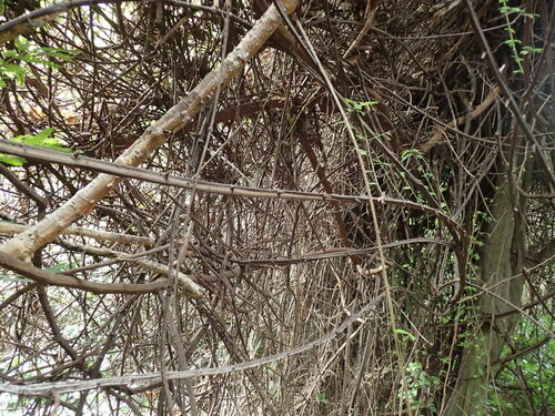 Climbing Raisin (Grewia afra)