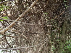 Climbing Raisin (Grewia afra)
