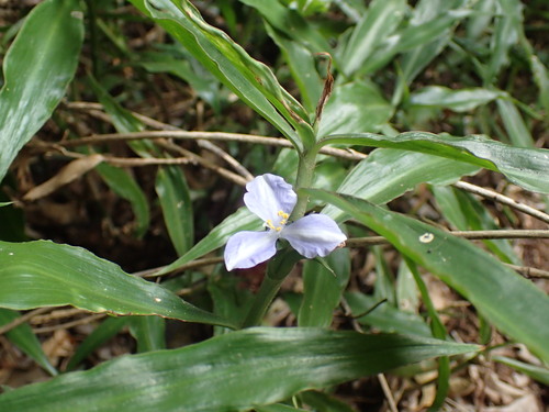 Coleotrype natalensis (Coleotrype natalensis)