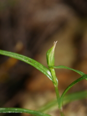 Pterostylis porrecta