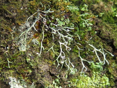 Heterodermia boryi