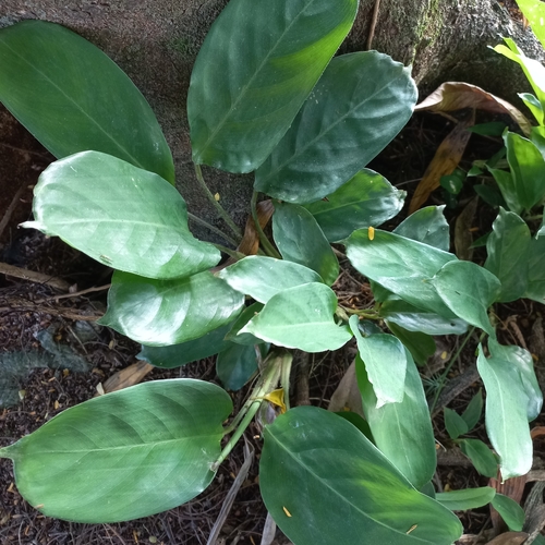 Ctenanthe muelleri (Ctenanthe muelleri)
