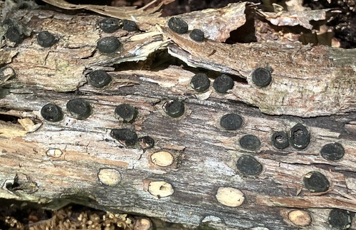 Biscogniauxia marginata (Fr.) Pouzar