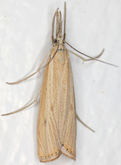 Agriphila attenuatus