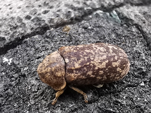 Deathwatch Beetle photo 4