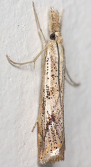 Agriphila attenuatus