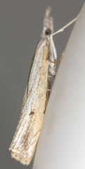 Agriphila attenuatus