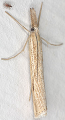Agriphila attenuatus