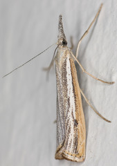 Agriphila attenuatus