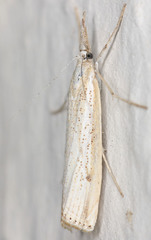 Agriphila attenuatus
