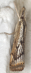 Agriphila biothanatalis