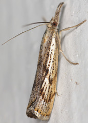 Agriphila biothanatalis
