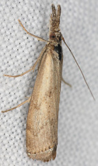 Agriphila biothanatalis