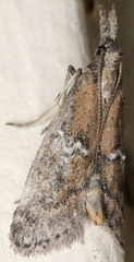 Alpheias transferens