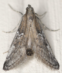 Alpheias transferens