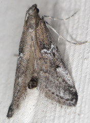 Alpheias transferens