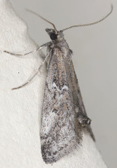 Alpheias transferens