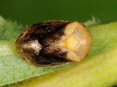 Clastoptera achatina