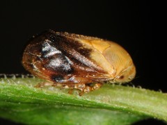 Clastoptera achatina