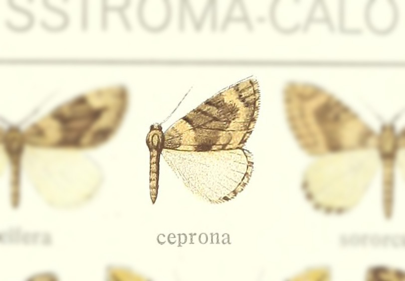 Dysstroma ceprona