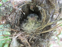 Chrysococcyx lucidus lucidus