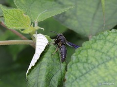 Allorhynchium chinense