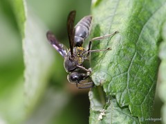 Allorhynchium chinense