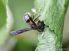 Allorhynchium chinense