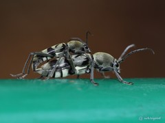 Chlorophorus reductus