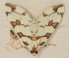 Conchylodes octonalis