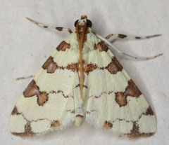 Conchylodes octonalis