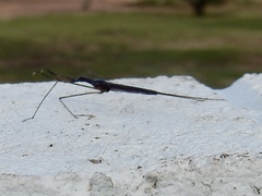 Ranatra quadridentata