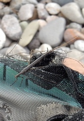 Ranatra quadridentata