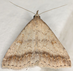 Tetanolita palligera