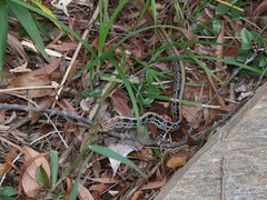 Coelognathus radiatus