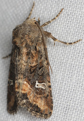 Lacinipolia circumcincta