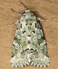 Bryolymnia viridata