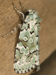 Bryolymnia viridata