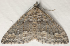 Perizoma custodiata