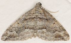 Perizoma custodiata