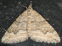 Perizoma custodiata